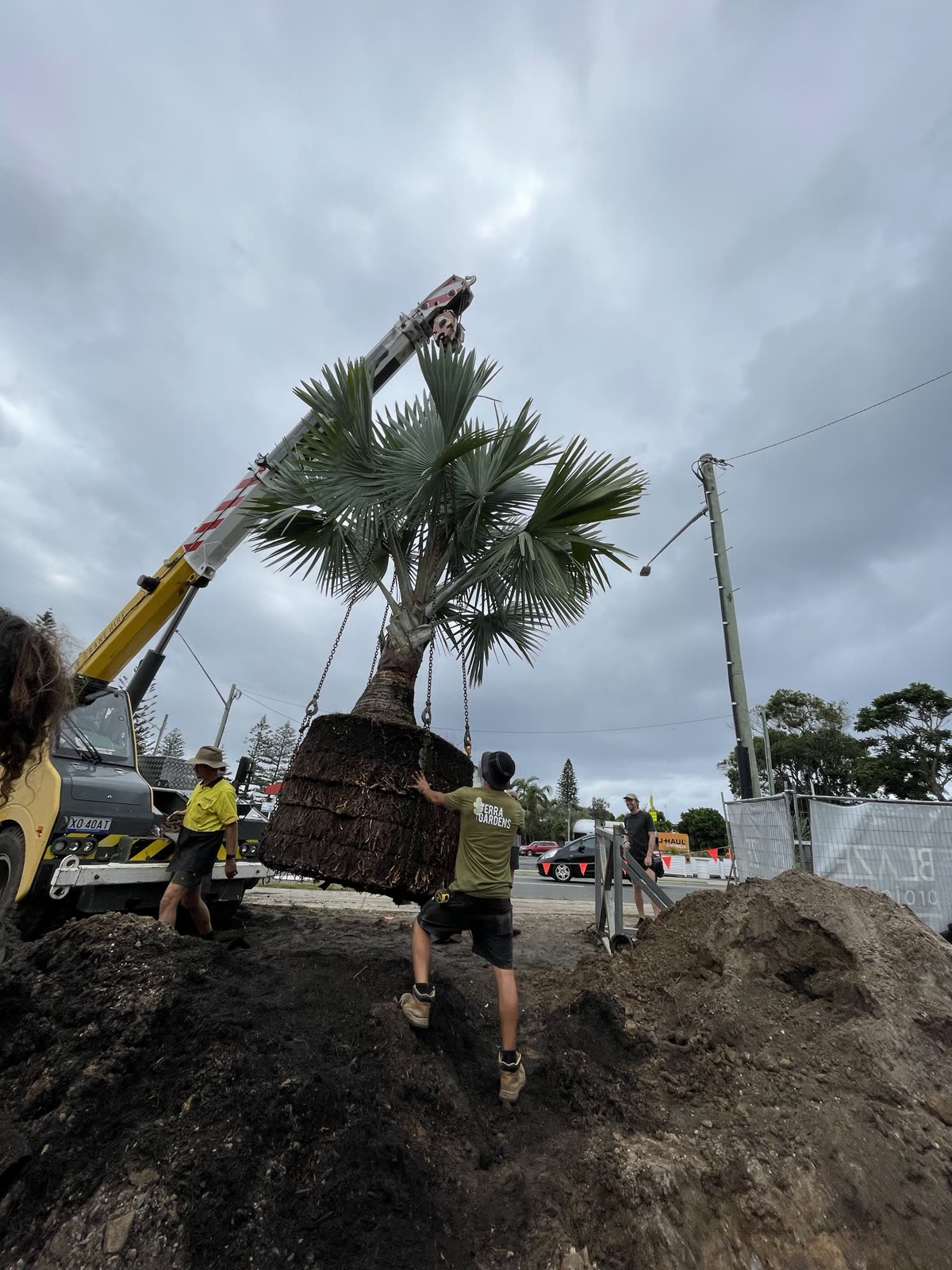 Grúa trasplantando una palmera