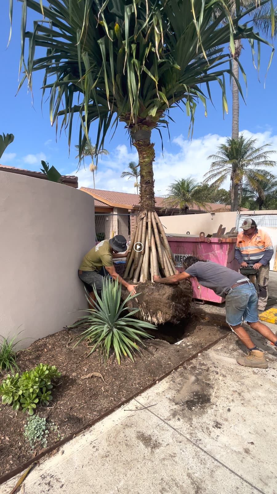 Plantación de una palmera en obra